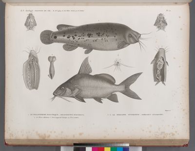 Zoologie. Poissons du Nil. 1. Le Malapterure electrique (Malapterurus electricus); 2. ses viscères abdominaux, 3. tronc et appareils, 4. vessi natatoire; 5.6. Le Pimelode synodonte (Pimelodus synodontis).