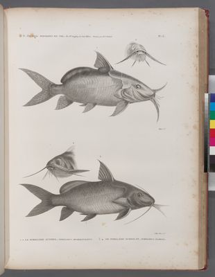 Zoologie. Poissons du Nil. 1.2. Le Pimelode guemel (Pimelodus membranaceus); 3.4. Le Pimelode scheilan (Pimelodus clarias).