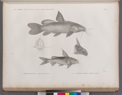 Zoologie. Poissons du Nil. 1.2. Pimelode karafche (Pimelodus biscutatus); 3.4. Le Pimelode aboureal (Pimelodus auratus).