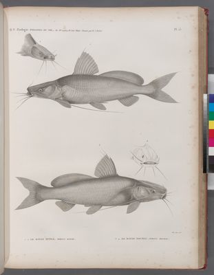 Zoologie. Poissons du Nil. 1.2. Le Bayad fitilé (Porcus bayad); 3.4. Le Bayad docmac (Porcus docmac).