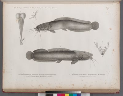 Zoologie. Poissons du Nil. 1. L'Hétérobranche harmout (Heterobranchus anguillaris); 3. Myologie de l'épaule du Harmout, 4. Myologie de l'os furculaire; 2. L'Hétérobranche halé (Heterobranchus bi-dorsalis); 5. Vessies natatoires, rein et Vessie urinaire.