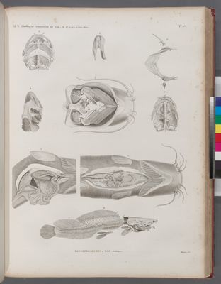 Zoologie. Poissons du Nil. Hétérobranches. Détails anatomiques.