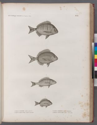 Zoologie. Poissons. 1. Sargue enrouée (Sargus raucus); 2. Sargue ordinaire (Sarugus vulgaris); 3. Pagre mormyre (Pagrus mormyrus); 4. Sargue annulaire (Sargus annularis).