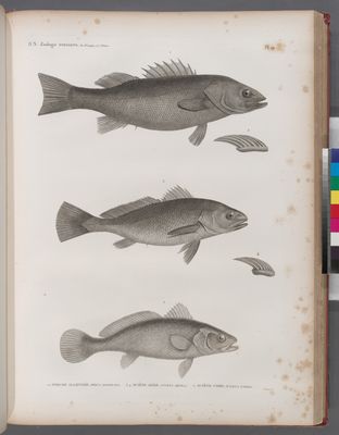 Zoologie. Poissons. 1.2. Perche allongée (Perca elongata); 3.4. Sciène aigle (Sciaena aquila); 5. Sciène corb (Sciaena umbra).