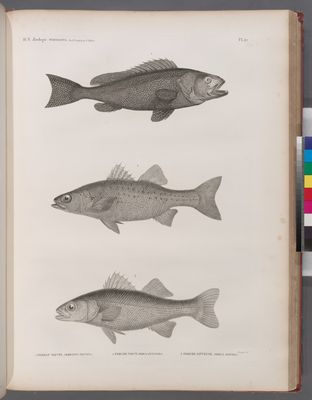 Zoologie. Poissons. 1. Serran tauvin (Serranus tauvina); 2. Perche noct (Perca punctata); 3. Perche sinueuse (Perca sinuosa).