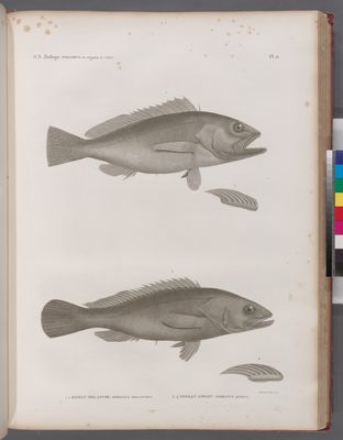 Zoologie. Poissons. 1.2. Bodian melanure (Bodianus melanurus); 3.4. Serran airain (Serranus aeneus).
