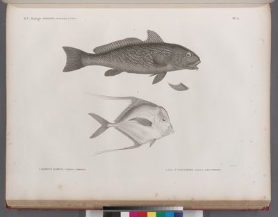 Zoologie. Poissons. 1. Ombrine barbüe (Umbrina cirrhosa); 2. Gal d'Alexandrie (Gallus alexandrinus).