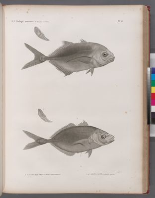 Zoologie. Poissons. 1.2. Caranx sauteur (Caranx petaurista); 3.4. Caranx lune (Caranx luna).
