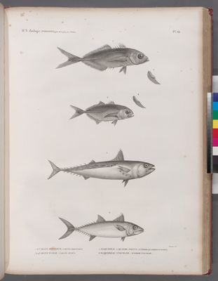 Zoologie. Poissons. 1.2. Caranx ronfleur (Caranx rhonchus); 3.4. Caranx fuseau (Caranx fusus); 5. Maquereau à quatre points (Scomber quadripunctatus); 6. Maquereau unicolor (Scomber unicolor).