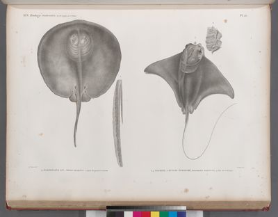 Zoologie. Poissons. 1.2. Pastenague lit (Trygon grabatus), (2. Queue de grandeur naturelle); 3.4. Mourine à museau échancré (Myliobatis marginata), (4. Tête vue en dessous).