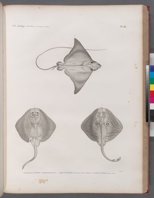 Zoologie. Poissons. 1. Mourine vachette (Myliobatis bovina); 2. Raie à bandes (Raya virgata), vue en dessous; 3. Raie à bandes, vue en dessus.