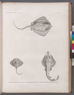 Zoologie. Poissons. 1. Pastenague lymme (Trygon lymma) forskal; 2. Raie bi-oculaire; 3. Rhinobate laboureur (Rhinobatus cemiculus).