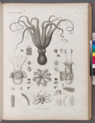 Zoologie. Céphalopodes. Poulpes, Sèches.