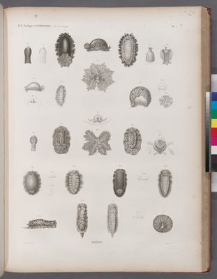 Zoologie. Gastéropodes. Doris.