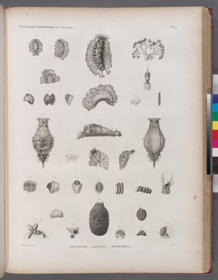Zoologie. Gastéropodes. Tritonies, Aplysies, Onchidies.