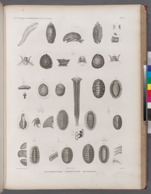 Zoologie. Gastéropodes. Pleurobranches, Émarginules, Oscabrions.