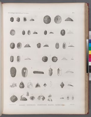 Zoologie. Coquilles. Patelles, Fissurelles, Émarginules, Balanes, Gastrochênes.