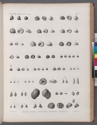 Zoologie. Coquilles. Hélices, Bulimes, Planorbes, Paludines.
