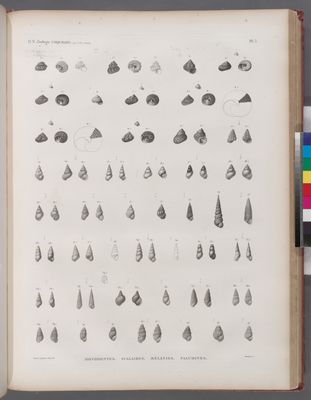 Zoologie. Coquilles. Monodontes, Scalaires, Mélanies, Paludines.