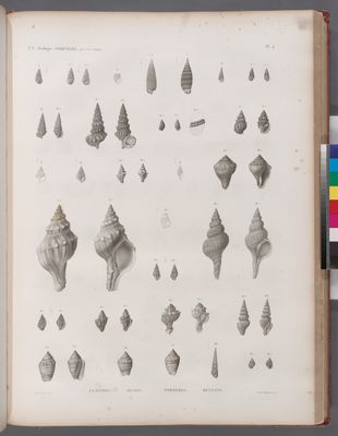 Zoologie. Coquilles. Cerithes, Murex, Strombes, Buccins.