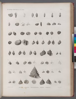 Zoologie. Coquilles. Bulles, Nérites, Phasianelles, Sabots, Troques.