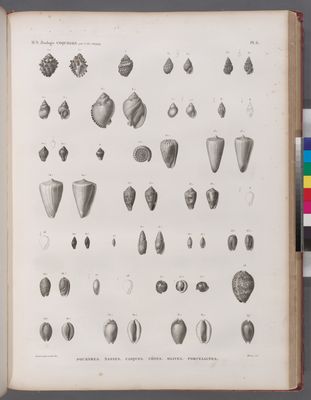 Zoologie. Coquilles. Pourpres, Nasses, Casques, Cônes, Olives, Porcelaines.