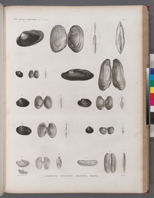 Zoologie. Coquilles. Anodontes, Mulettes, Anatines, Solens.