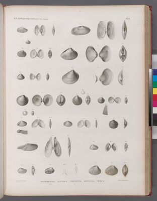 Zoologie. Coquilles. Psammobies, Lucines, Tellines, Donaces, Vénus.