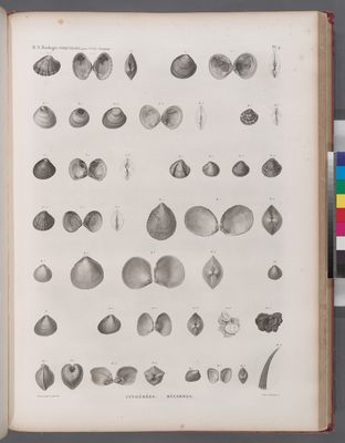 Zoologie. Coquilles. Cythérées, Bucardes.