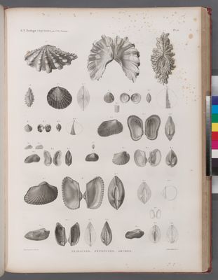 Zoologie. Coquilles. Tridacnes, Pétoncles, Arches.