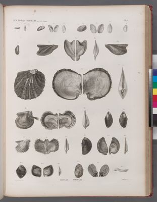 Zoologie. Coquilles. Moules, Avicules.