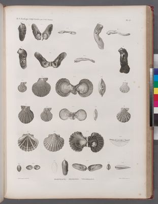 Zoologie. Coquilles. Marteaux, Peignes, Vulselles.