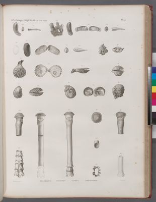 Zoologie. Coquilles. Vulselles, Huitres, Cames, Arrosoirs.