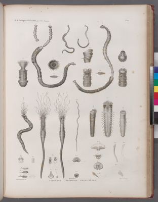 Zoologie. Annélides. Clymènes, Téréballes, Amphictènes.