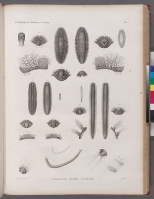 Zoologie. Annélides. Euphrosynes, Pléiones, Aristénies.