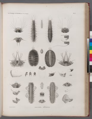 Zoologie. Annélides. Polynoés, Hésiones.