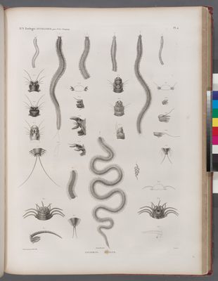 Zoologie. Annélides. Lycoris, Syllis.