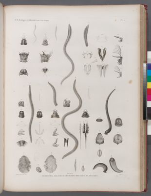 Zoologie. Annélides. Léodices, Aglaures, Oenones, Bdelles, Planaires.