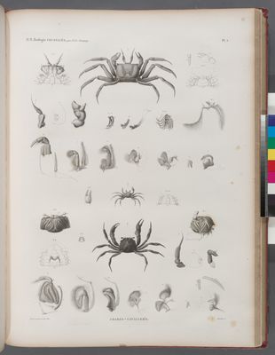 Zoologie. Crustacés. Crabes-cavaliers.