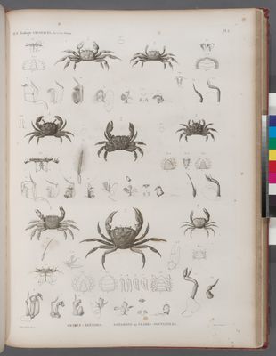 Zoologie. Crustacés. Crabes-alésides, Potamos ou Crabes-fluviatiles.
