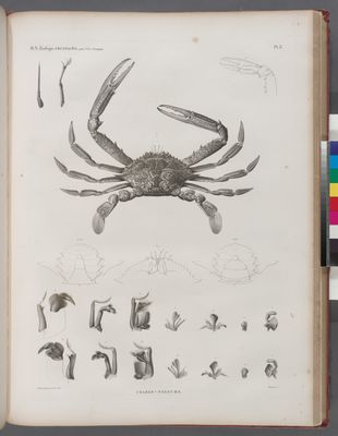 Zoologie. Crustacés. Crabes-nageurs.