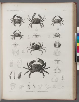 Zoologie. Crustacés. Crabes-nageurs, Crabes proprement dits.