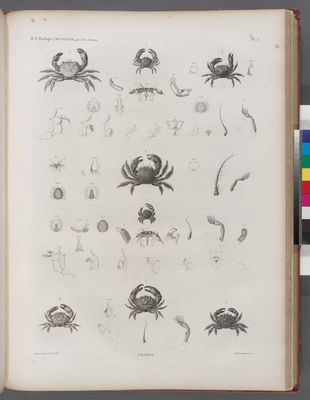 Zoologie. Crustacés. Crabes.