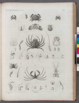 Zoologie. Crustacés. Crabes.
