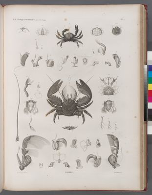Zoologie. Crustacés. Crabes.
