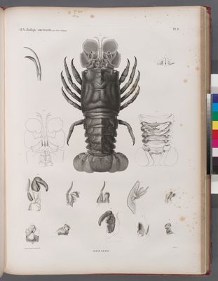 Zoologie. Crustacés. Homards.