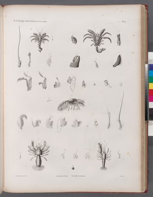 Zoologie. Crustacés. Hermites, Écrévisses.