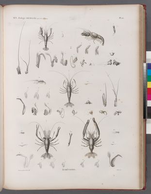 Zoologie. Crustacés. Écrévisses.