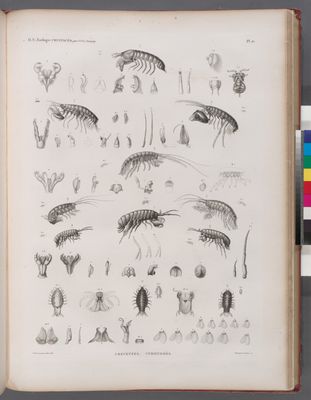 Zoologie. Crustacés. Crevettes, Cymothoés.