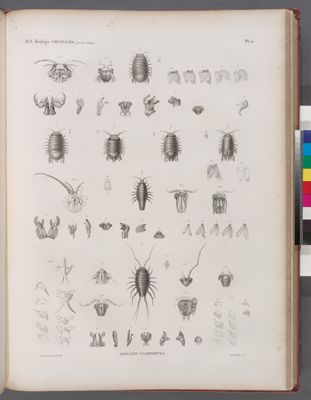 Zoologie. Crustacés. Aselles-cloportes.